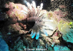 Lionfish picture taken in little cave at Ambergris Caye B... by Daniel Waldman 
